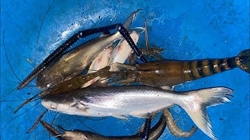 Đi câu cá sông ở sông giồng trôm bến Tre