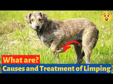 Videó: A kutyák limpingének okai