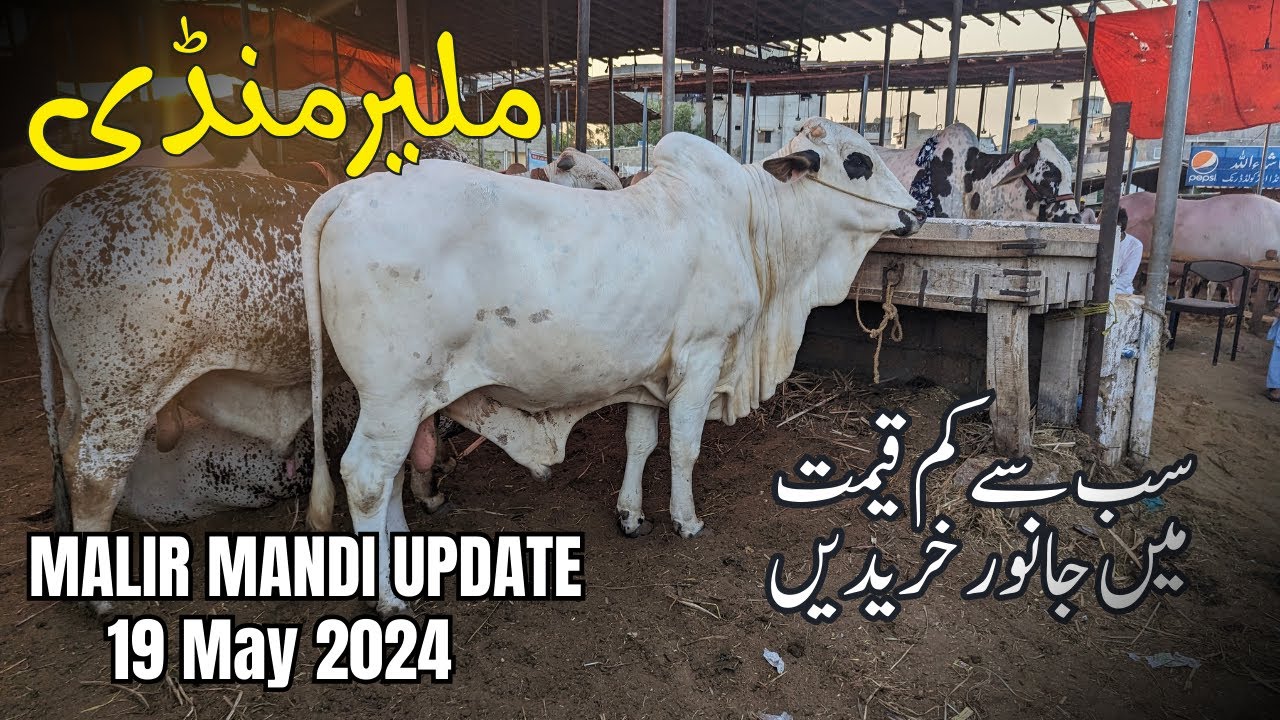 Malir Mandi latest Updates 2024 l Cattle Market Karachi l 60K - 120K Wala Maal l Cow Mandi 2024