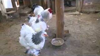 IMAG0007.flv