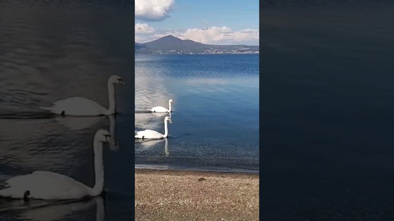 White Swans Swimming in The Lake.