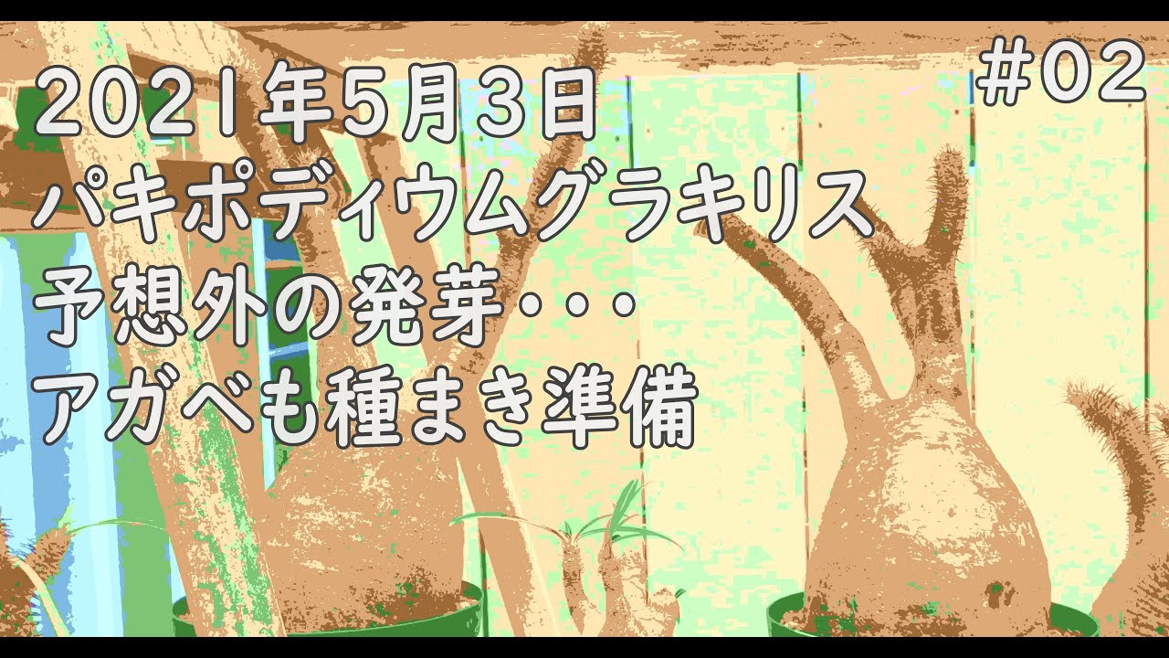 02 発芽編 パキポディウム グラキリス発芽 アガベも種まき準備 おうち時間 Youtube 02 発芽編 パキポディウム グラキリス発芽 アガベも種まき準備 おうち時間 Youtube