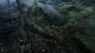 UE4 Rain Forest Test02