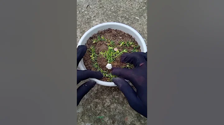 Creative Ways to Grow Portulaca at home 🌺✨🎋 #gardening #portulaca #gardentips #nature #shorts