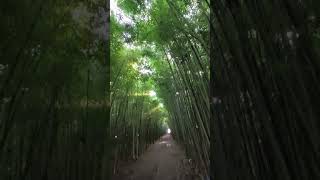 Un portale magico e mistico fra la Terra e il Cielo:il Bambuseto,Vivaio Purpurea Piobesi Torinese