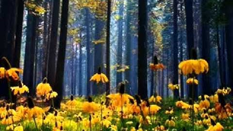 الشاطري   سورة الشوري Qari shatri surah Ash Shura 1413