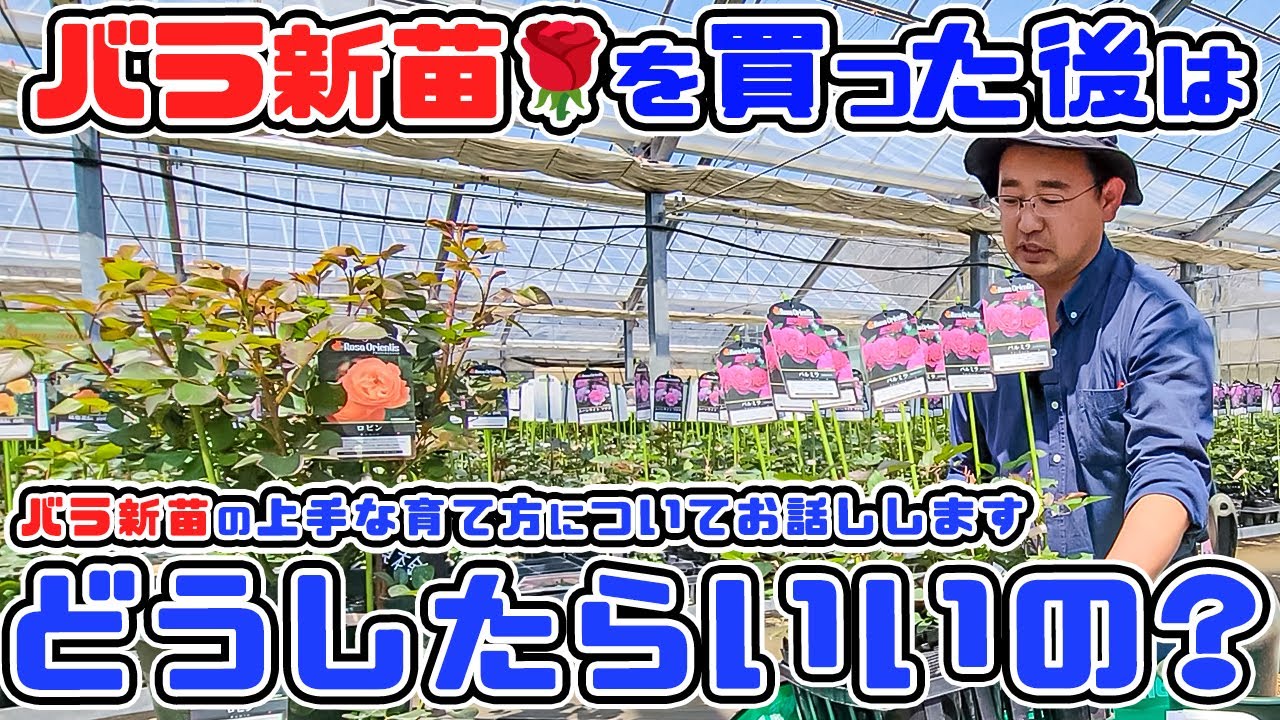【バラ新苗を買ったその後🌹】どうしたらいいの？？「バラ新苗」の上手な育て方についてお話しします♪バラ専門店店長・高木大輔さん