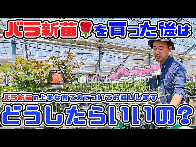 What should I do after I buy a new rose seedling?] We will talk