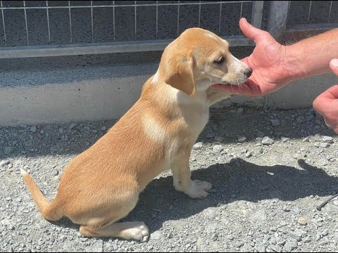 Freda – sucht ein neues Zuhause – Hunde in Not aus dem Tierschutz