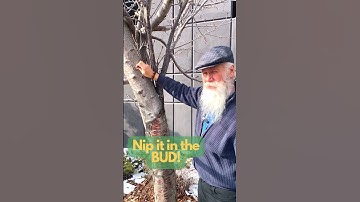 Part 2 - Growth below the graft? Nip it in the BUD!