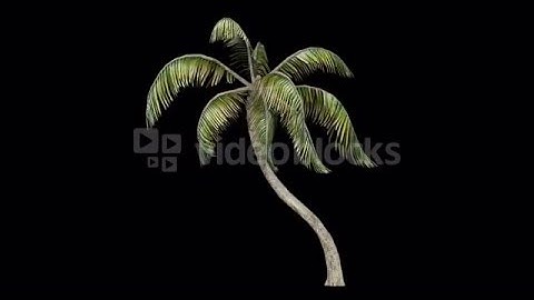Palm tree in the breeze with alpha perfect for compositing