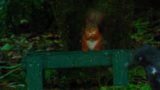 Holy Loch And Garden Wildlife Dunoon Scotland