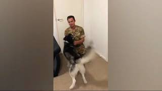 Husky puppy cannot contain his excitement as he's reunited with soldier owner when