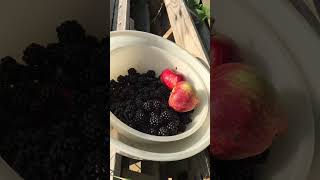 Blackberry & Apple harvest. #gardening