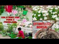 Gardening problem n solutions  effortless bonsai  using wooden trolley review rain lilies