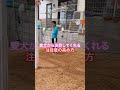 【散歩で無視】愛犬から注目してくれるようになる練習方法♪ #ドッグトレーニング #犬のしつけ