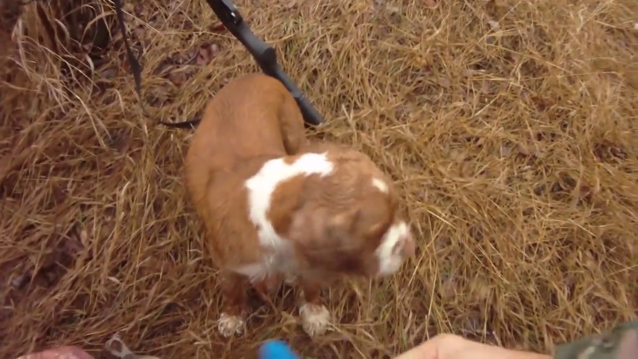 (18+) КРАСИВО ВЗЯТЫЙ ЗАЯЦ... (ДЕКАБРЬ)2016.....Hunting 2016 for fur-bearing animals.