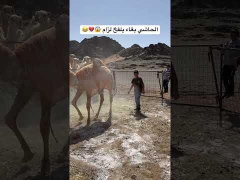 محاولة لزام لطرح الحاشي اكسبلور خيل الخيل سعد الخيال الصغير  حصان عواد