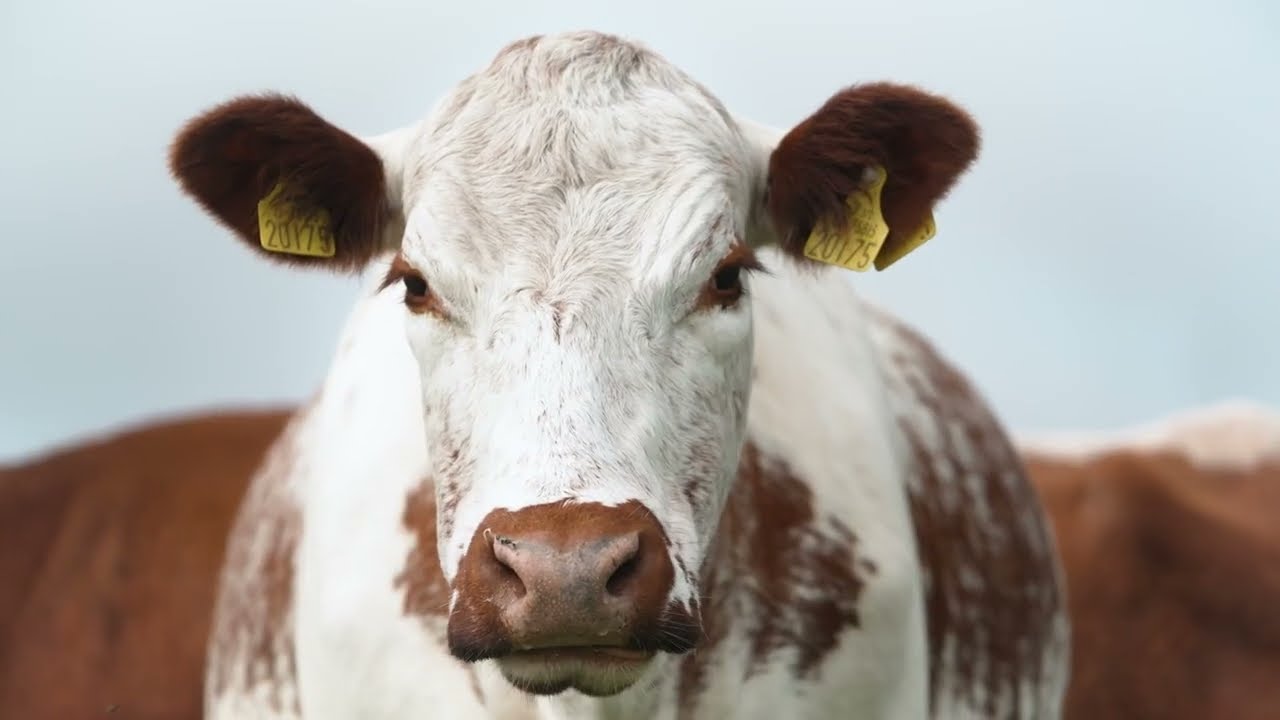 Rambling with the Irish Rare Breeds: The Irish Moiled