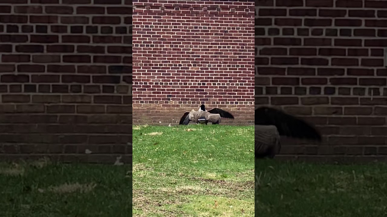 Debs(not so wild)wild kingdom