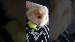 Sonic the Guinea-pigs