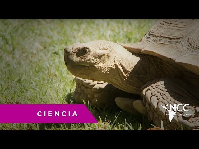 Zoológico de Guadalajara, un edén para especies en extinción