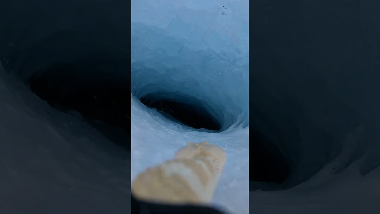 Florida Gator found in ALASKA?! (Tagged Snake led me to it) 🐊❄️