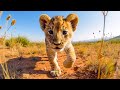 Baby cute animals relaxing music that heals stress anxiety and depressive conditions gentle music
