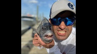 Sheepshead Tybee Island Georgia Deep Sea Fishing