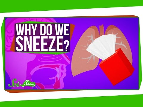 Video: Může Kennel Cough ovlivnit psí kůru?