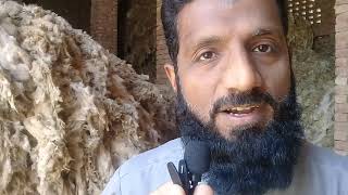 Sheep wool|harvesting issues|sheep farming in punjab|wool collection downfalling