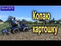 Уборка картофеля минитрактором. Собираем картошку