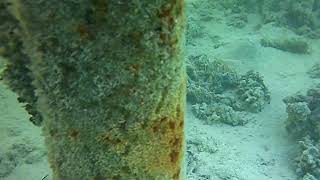 Coral Sea Water World, Snorkelling Sharm El Sheikh, Egypt, 2025