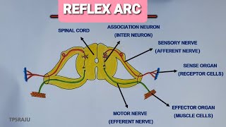 HOW TO DRAW REFLEX ARC DIAGRAM EADILY? EXPLANATION OF REFLEX ARC.