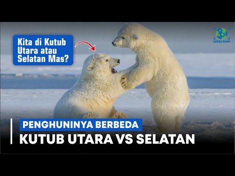 Video: Apakah skuas hidup di antartika?