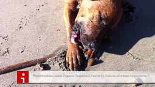 Newscast Aya Dog Spotted Devouring Civilizations