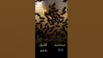 #سورة_النحل #القرآن_الكريم #القرآن