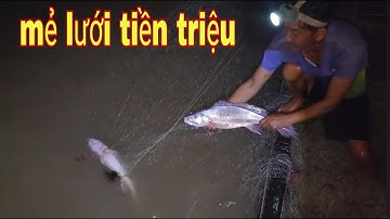 Kỷ Lục Trúng Mánh Bầy Cá Sủ Cuối Mùa Nước Lũ Ở Sông Tiền # SĂN BẮT ĐỒNG THÁP #