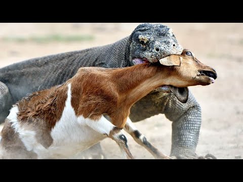 Komodo dragon eating goat alive