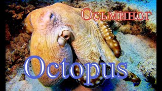 Осьминог/Octopus