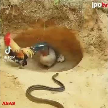 Cheka na lufufu mkude simba
