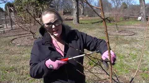 Annual Pruning of a Nectarine Tree