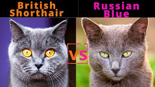 British Shorthair vs Russian Blue / Cat Breed Comparison / Which One Should You Choose?