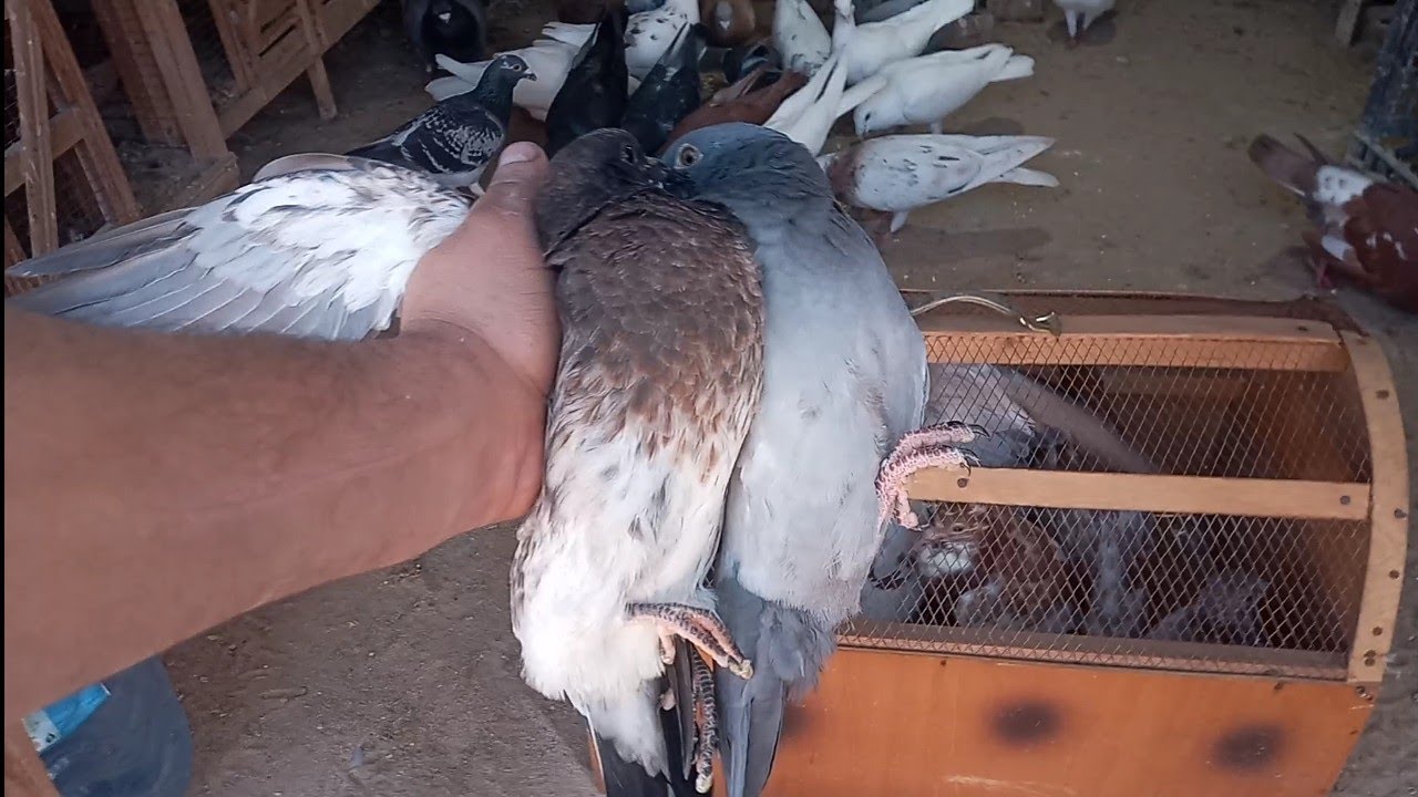 جمع اكبر كميه زغاليل مجمعتهاش في حياتي حجمها تقيل الزغلول نص كيلو جمعيات وكليزر وبلدي تقيل