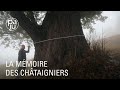 La culture et la récolte des châtaignes, une tradition ancestrale