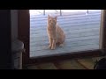 Abandoned cat learns to trust again