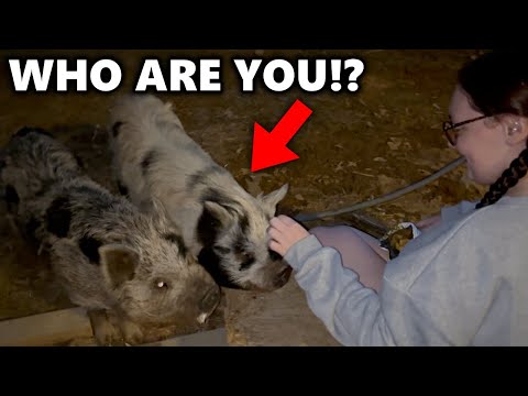 Unexpected Guests Showed Up at Our House... *do we keep them?*