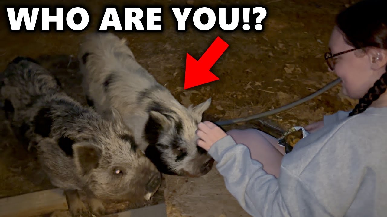 К нам домой нагрянули нежданные гости... *держать ли их у себя?*