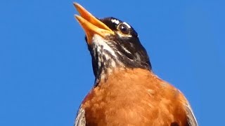 Robin bird song / call / sounds | American