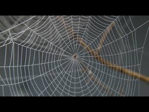 Vidéo: Pourquoi la toile d'araignée rêve-t-elle dans un rêve pour une femme et un homme